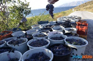 Avşa Adası Adakarası Üzümü (Coğrafi İşaretli)