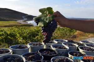 Avşa Adası’nın Yöresel Tatları Neler?
