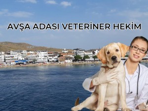 Avşa Adası Veteriner Kliniği ve Hekimleri Telefonları 2026