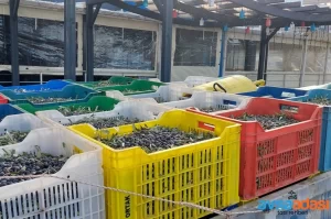 Avşa Adası’nda Zeytincilik: Zeytin ve Zeytinyağı Ürünleri